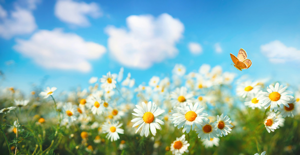 Margaridas sob o céu claro, em alusão ao equinócio de primavera.