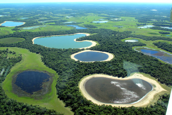 Vista aérea de porções de água em meio à vegetação do Pantanal.