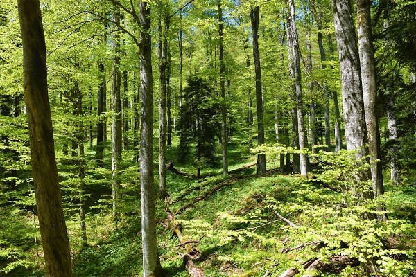Árvores de grande porte da vegetação da floreta temperada.