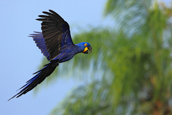 Arara-azul-grande, espécie de animal do Pantanal.