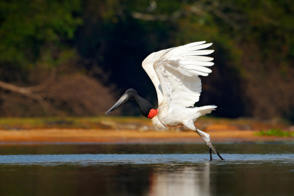 Tuiuiú sobrevoando um rio, espécie de animal do Pantanal.