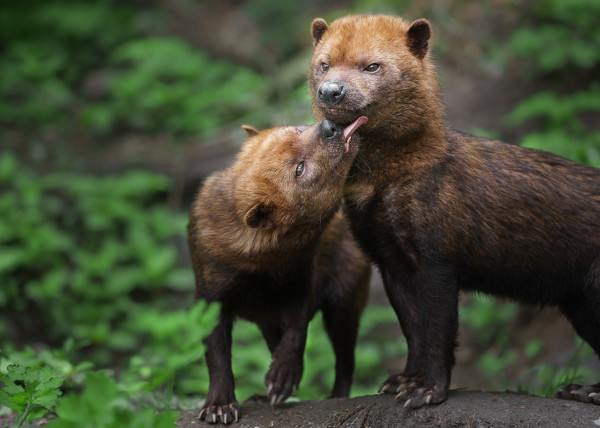 Dupla de cachorros-vinagre, espécie de animal do Pantanal.