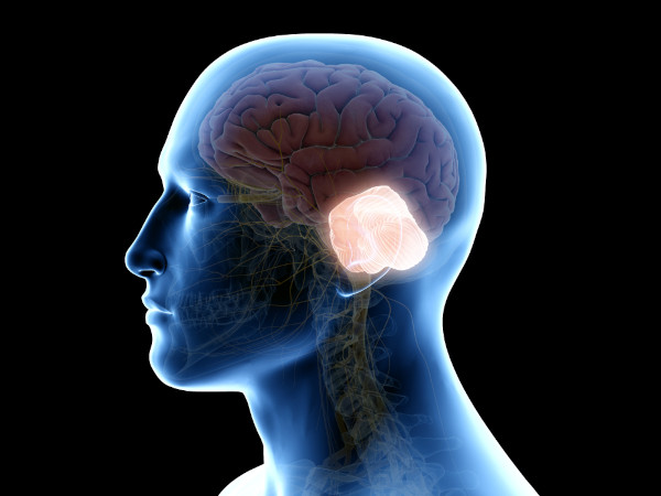 Cerebelo, região afetada pela ataxia.