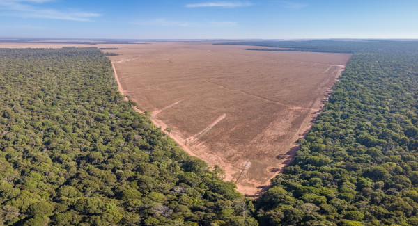 Área onde ocorreu desmatamento ilegal da Floresta Amazônica, um tipo de degradação ambiental muito frequente no Brasil.