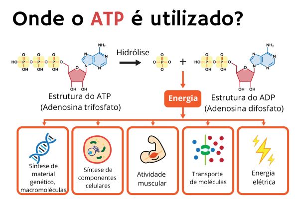 Esquema da utilização da energia química do ATP em nosso corpo.