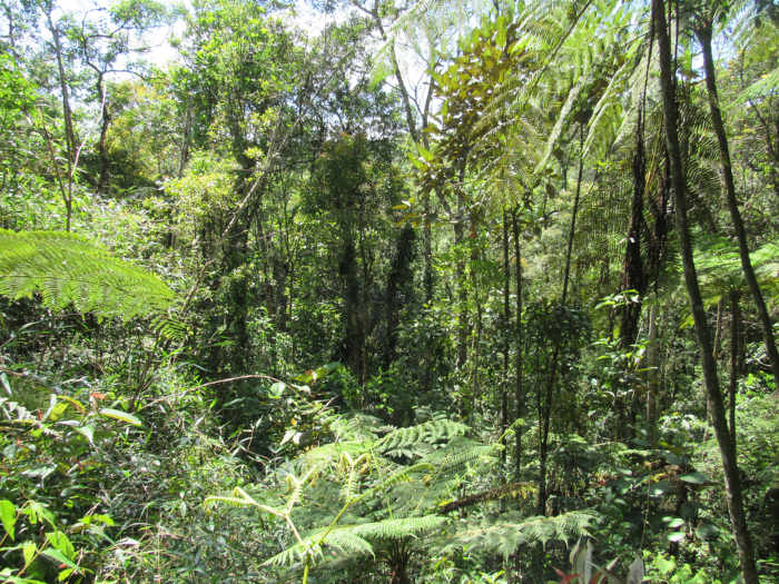 Mata Atl&acirc;ntica, regi&atilde;o de ocorr&ecirc;ncia do bioma Floresta Tropical, um dos biomas do mundo.