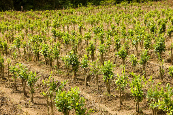 Plantação de Erythroxylum coca, espécie utilizada para a produção de cocaína.