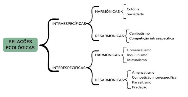 Esquema resumindo as principais relações ecológicas, um dos conceitos básicos da Ecologia.