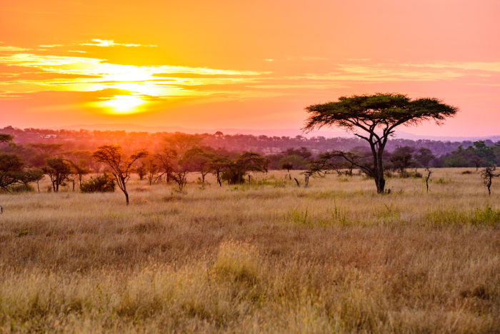 Regi&atilde;o de ocorr&ecirc;ncia do bioma Savana, um dos biomas do mundo.
