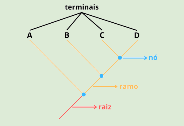 Elementos de um cladograma.