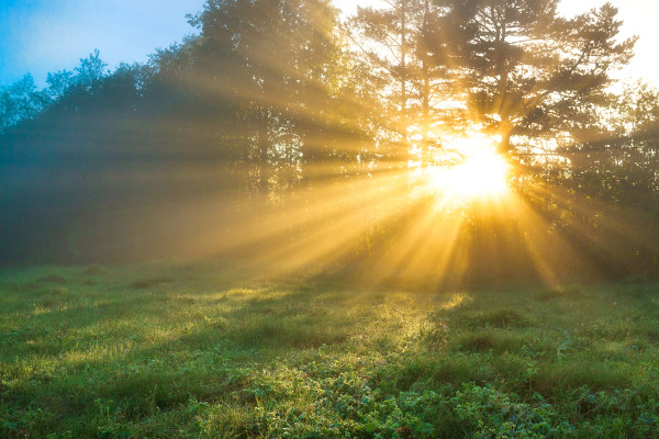Luz solar, uma das formas de luz estudadas na óptica geométrica, surgindo entre árvores.