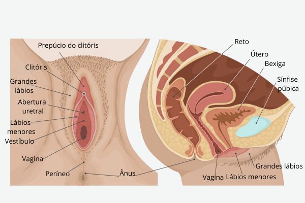 Esquemas ilustrativos da vulva e de um corte lateral do sistema reprodutor feminino e de seus órgãos vizinhos.