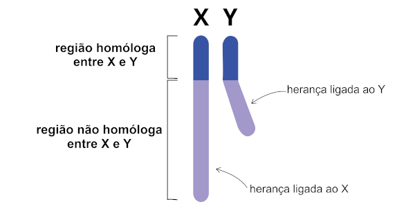 Ilustração mostrando cromossomos sexuais e como os do sexo masculino não são homólogos. 