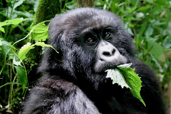 Gorila-das-montanhas, uma subespécie de gorila-oriental, uma espécie de gorila, se alimentando em um ambiente de vegetação.