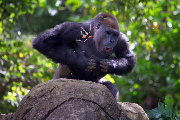 Gorila batendo no peito.