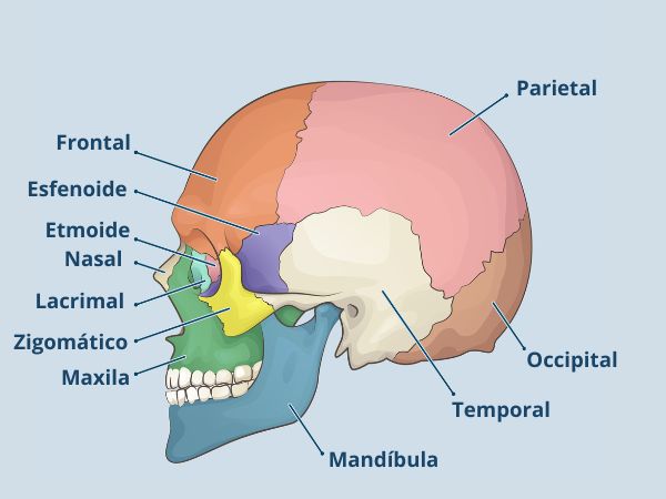 Ilustração indicando os ossos da cabeça, uma das divisões dos ossos do corpo humano.