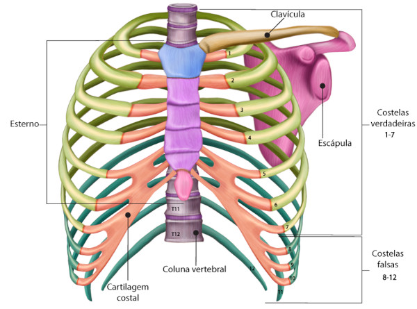 Ilustração indicando os ossos do tórax, uma das divisões dos ossos do corpo humano.