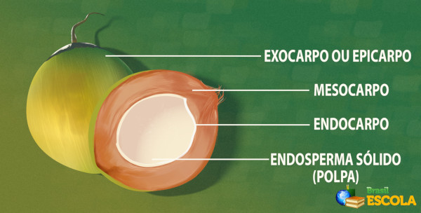 Esquema ilustrativo das camadas que formam o coco.