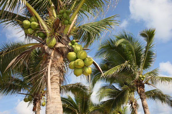 Dois coqueiros carregados de cocos.