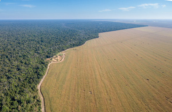 Fronteira do Parque Indígena do Xingu com grandes fazendas de soja, um exemplo do desmatamento no Brasil.