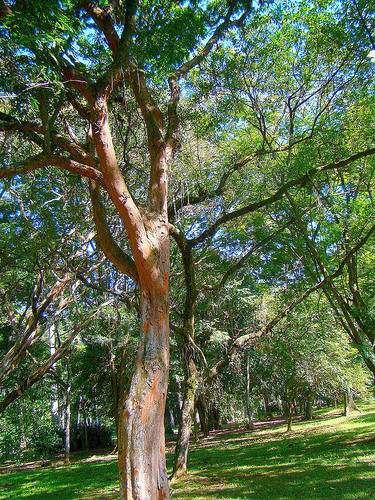 Imagem aproximada de uma árvore de pau-brasil, matéria-prima central no contexto do ciclo do pau-brasil.