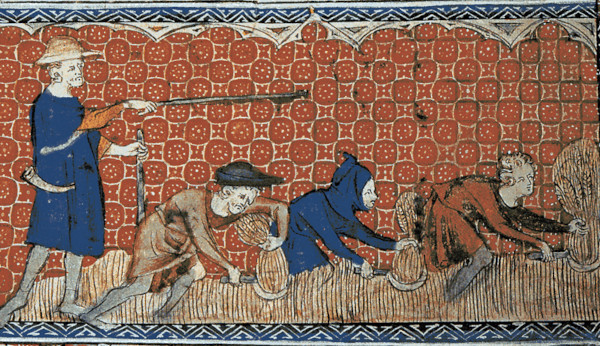 Colheita de trigo em cercamentos medievais.