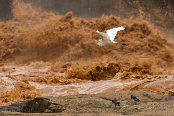 Pássaros na proximidade da lama do rompimento da barragem de Mariana (MG), um dos maiores desastres ambientais do Brasil.