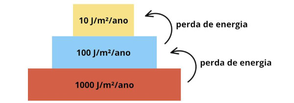 Pirâmide de energia, um tipo de pirâmide ecológica.