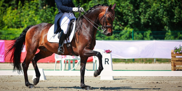 Cavalo em apresentação do adestramento, uma das provas do hipismo.