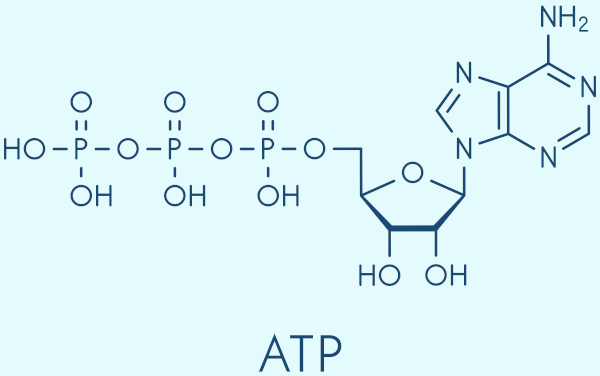 Fosfato na estrutura molecular do ATP.