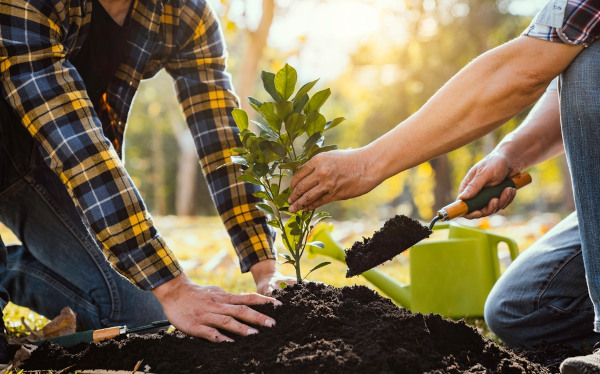 Pessoas plantando uma árvore, uma alusão ao Dia Mundial do Meio Ambiente, comemorado em 5 de junho.