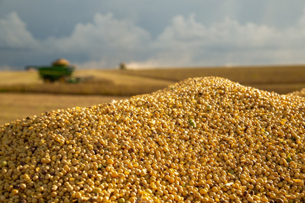 Imagem aproximada de um monte de soja, uma alusão a agropecuária no Brasil.