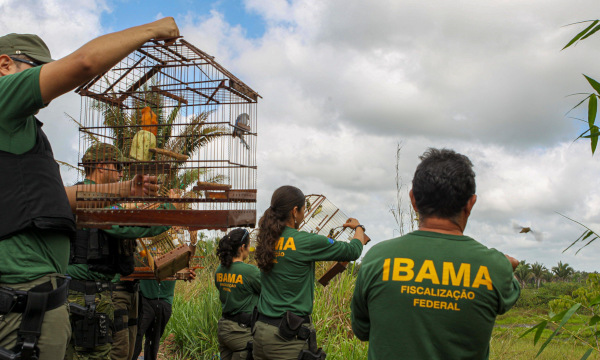 Agentes do Ibama libertando aves que foram alvo de biopirataria no Brasil.