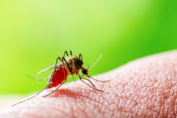 Imagem aproximada da pele de uma pessoa sendo picada por um mosquito, uma alusão à febre Mayaro.