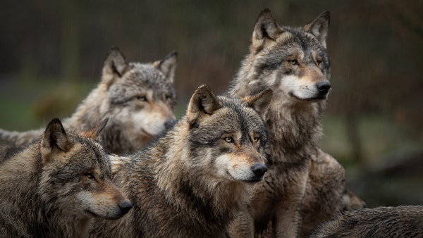 Lobos-cinzas no Parque de Yellowstone, nos Estados Unidos, o resultado de uma refaunação muito bem-sucedida.