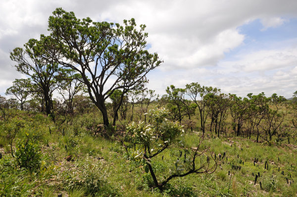 Paisagem natural no bioma Cerrado, um dos biomas brasileiros.