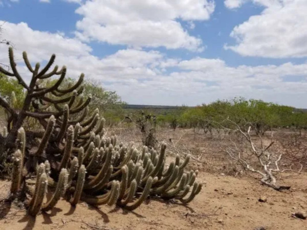 Vegetação típica da Caatinga.