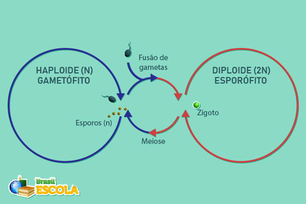 Ciclo de vida das briófitas