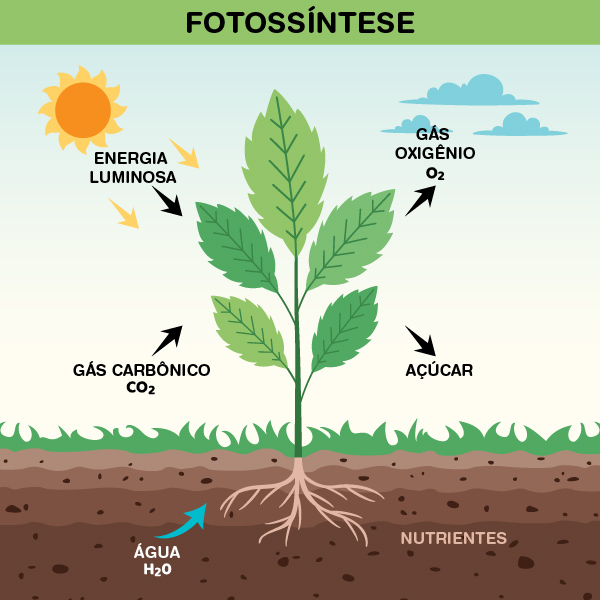 Esquema ilustrativo do processo de fotossíntese, o mecanismo pelo qual o Reino Plantae obtém energia.