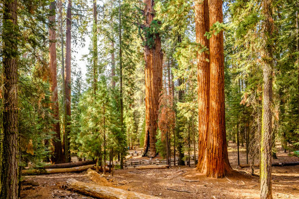 Sequoias, árvores representantes do grupo das gimnospermas que podem alcançar mais de cem metros de altura.