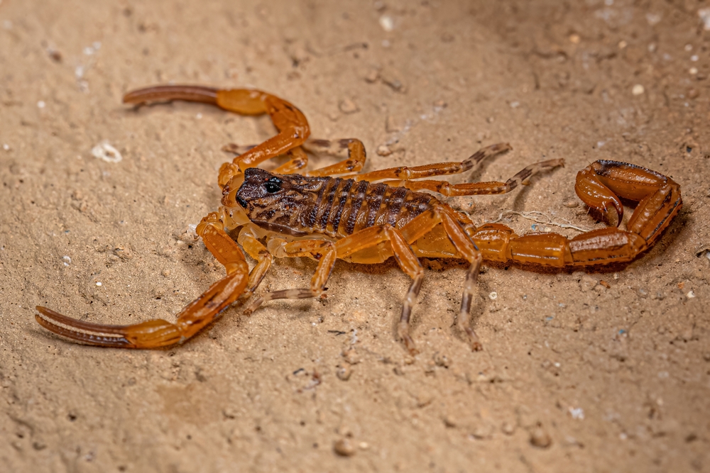Tityus serrulatus, um dos escorpiões mais comuns no Brasil.