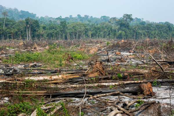 Desmatamento e queimada em uma floresta tropical.