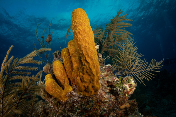 Esponja-do-mar, representante do filo por&iacute;fera, um dos filos do Reino Animalia.