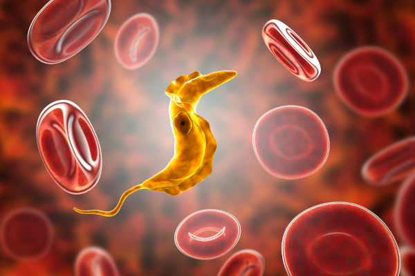 Representação gráfica do Trypanosoma cruzi, causador da doença de Chagas, uma das doenças causadas por protozoários.