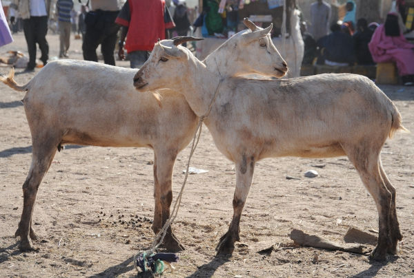 Dois cabritos amarrados juntos em uma feira na Somália.