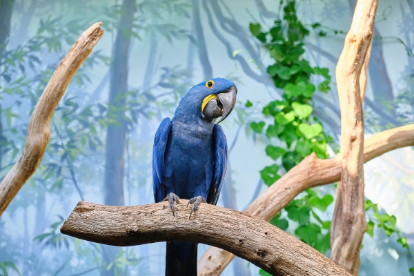 Arara-azul, um dos animais com A.