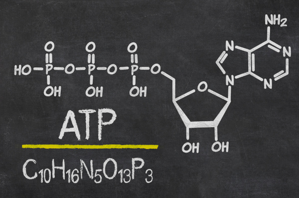 Fórmula estrutural e fórmula molecular de ATP (adenosina trifosfato), o objetivo final da respiração celular.