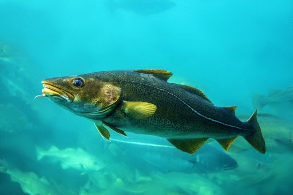 Bacalhau, um dos animais com B.