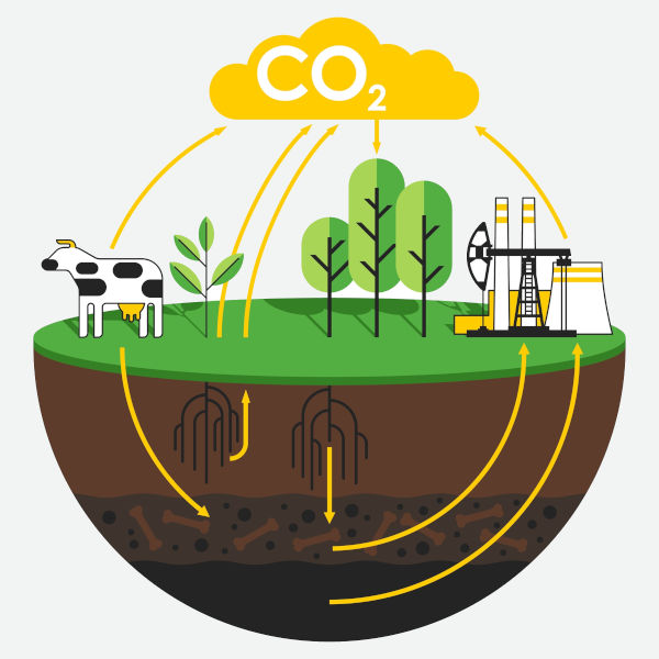 Ciclo do carbono, um exemplo de ciclo biogeoquímico e que possui relação direta com o funcionamento dos ecossistemas.