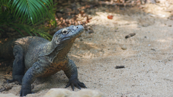 Dragão-de-komodo, um dos animais com D.
